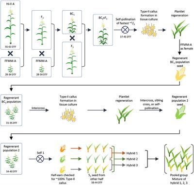 Development of a Transformable Fast-Flowering Mini-Maize as a Tool for Maize Gene Editing